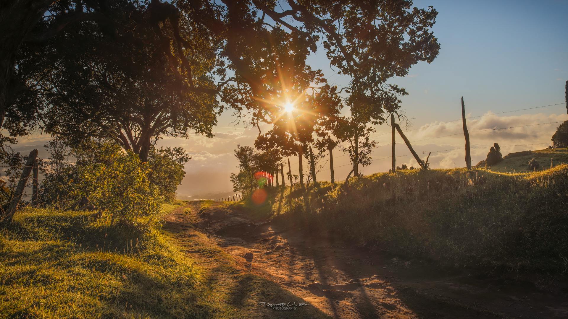 Professional craftspeople at work